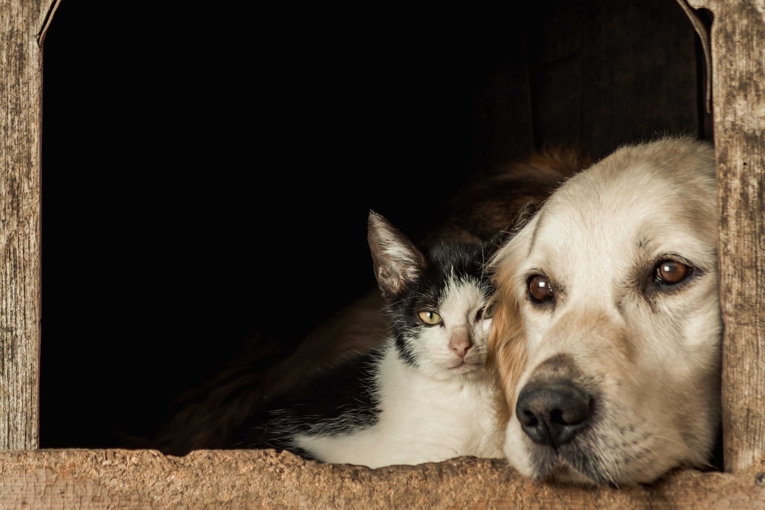 Guide du Comparateur Assurances Animaux