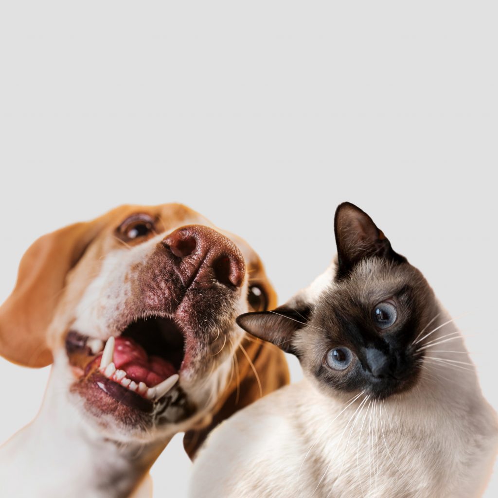 meilleure assurance animaux